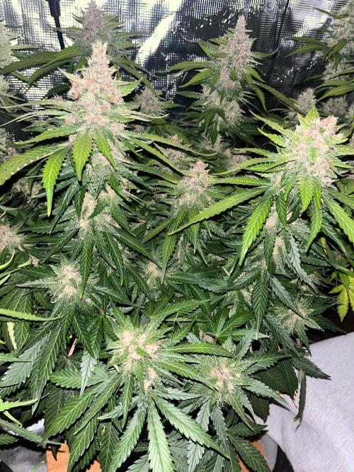Cherry Cola. Week 7