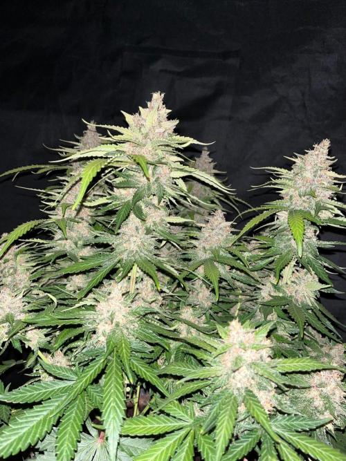 Cherry Cola. Week 8