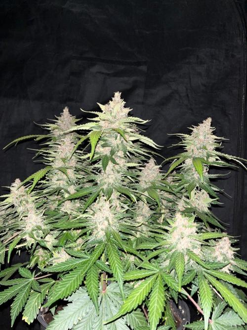 Cherry Cola. Week 8