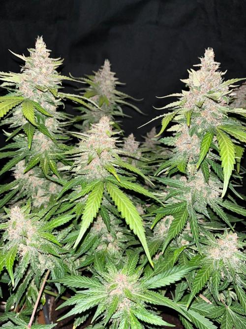 Cherry Cola. Week 8