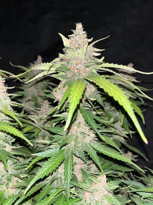 Cherry Cola. Week 8