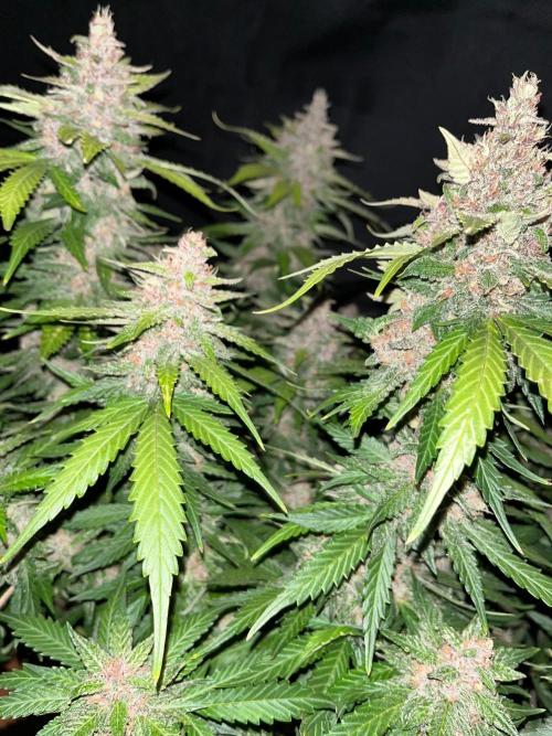 Cherry Cola. Week 8