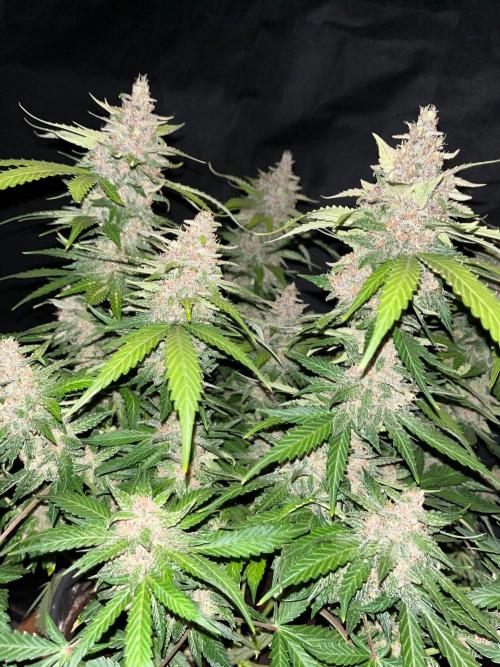 Cherry Cola. Week 8