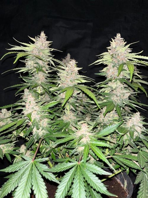 Cherry Cola. Week 8