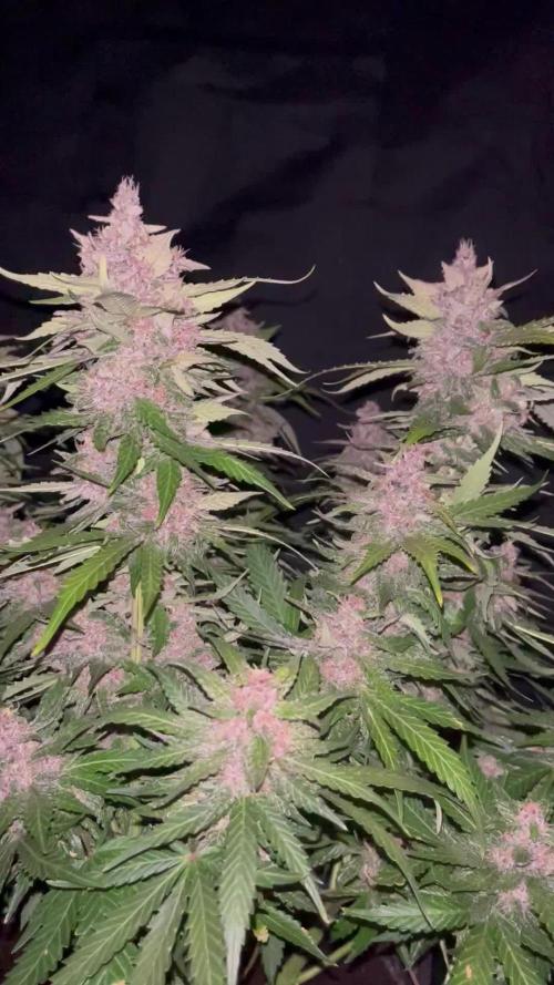 Cherry Cola