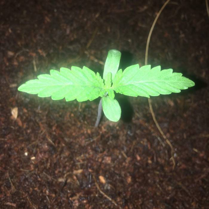 Forbidden Dream. Week 1 - june 24