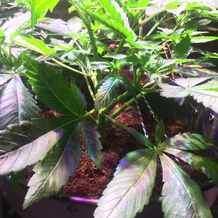 Anubis. Week 3 - start flower
