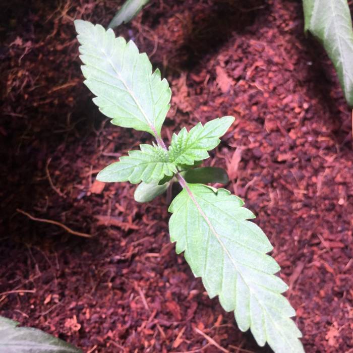 Forbidden Dream. Week 2 - day 8