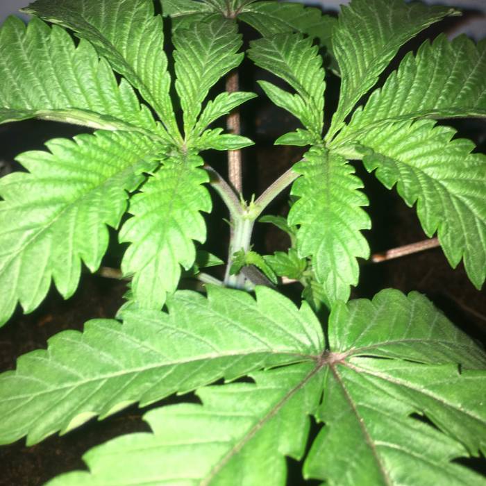 Forbidden Dream. Week 3 - july 8