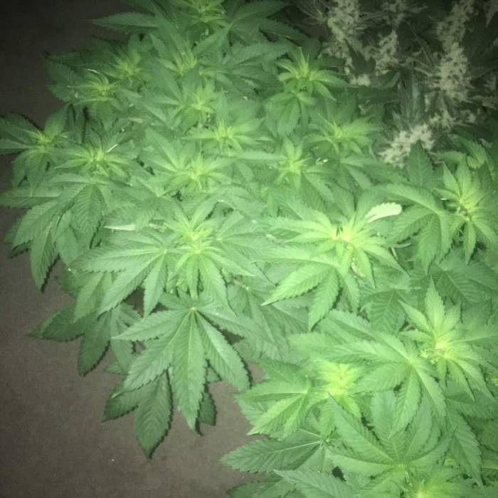 Anubis. Week 5