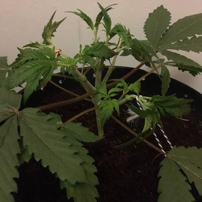 Forbidden Dream. Week 5