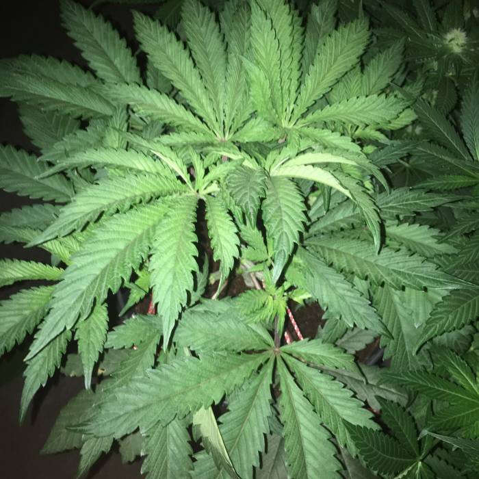 Forbidden Dream. Week 6