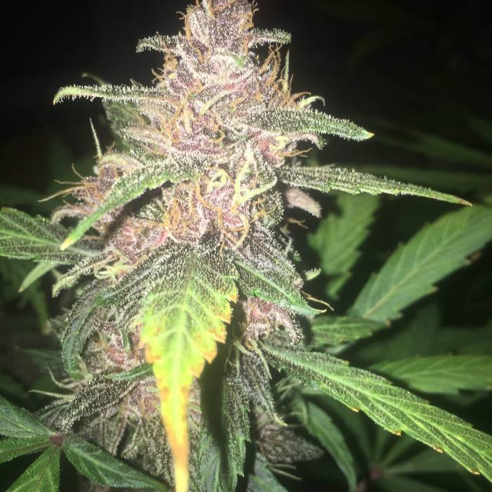 Blackberry. Week 9