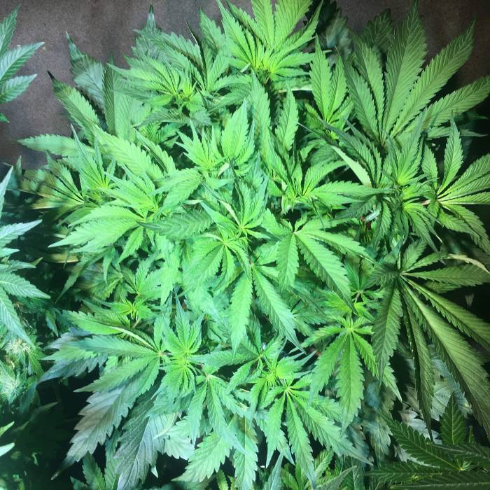 Forbidden Dream. Week 7
