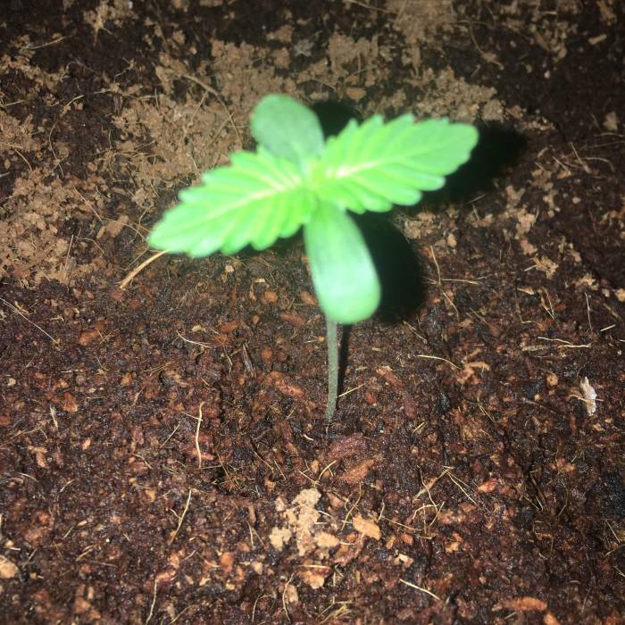 Cheese. Week 1