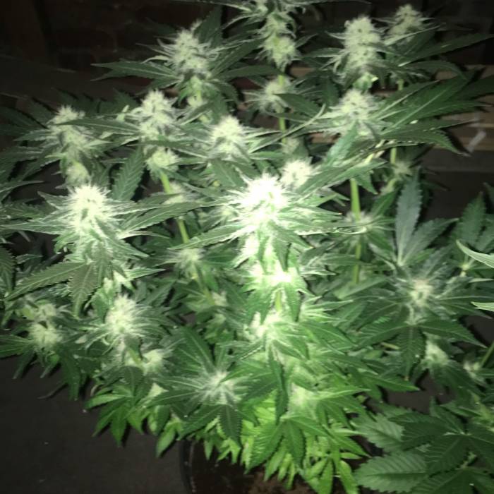 Anubis. Week 9