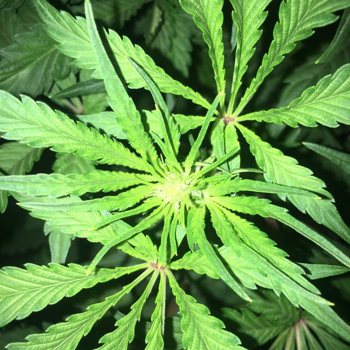 Forbidden Dream. Week 8