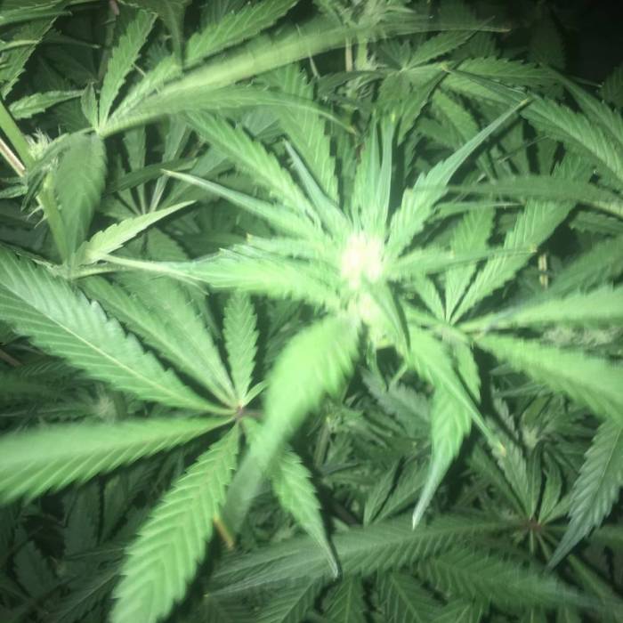 Forbidden Dream. Week 9