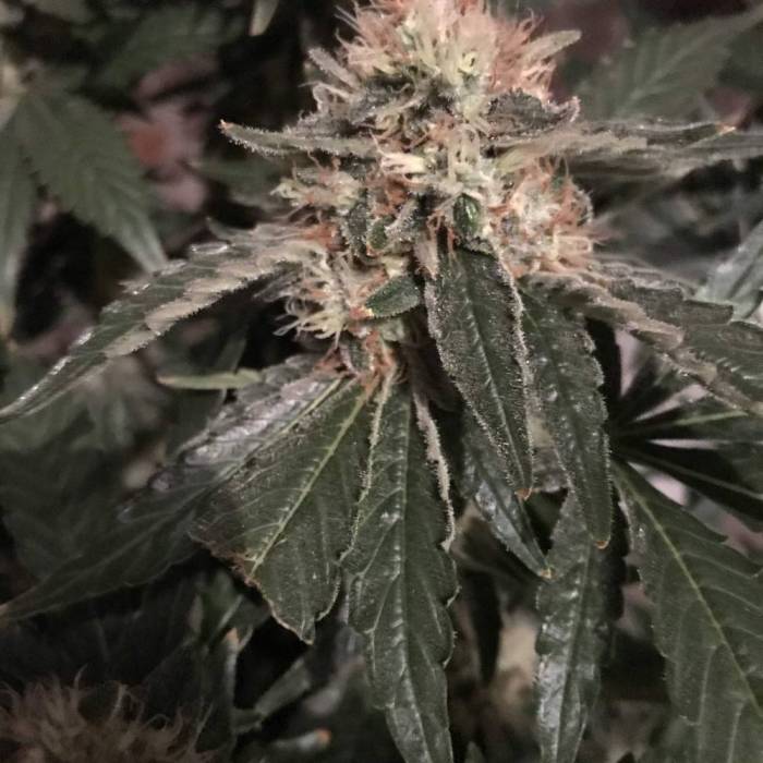 Anubis. Week 11 - Plant 1