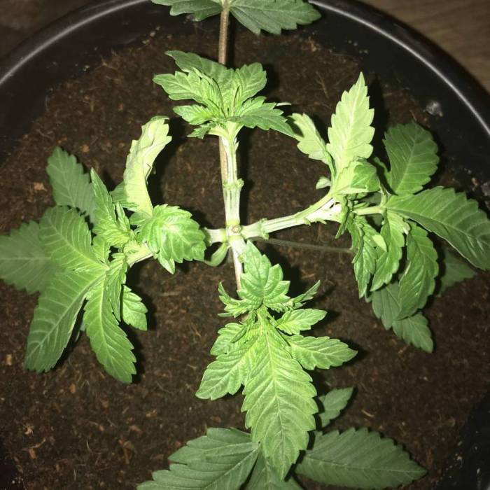 Cheese. Week 4
