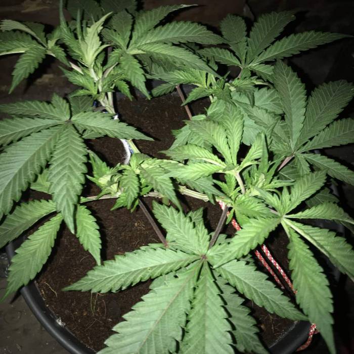 Forbidden Dream [Clone]. Week 3