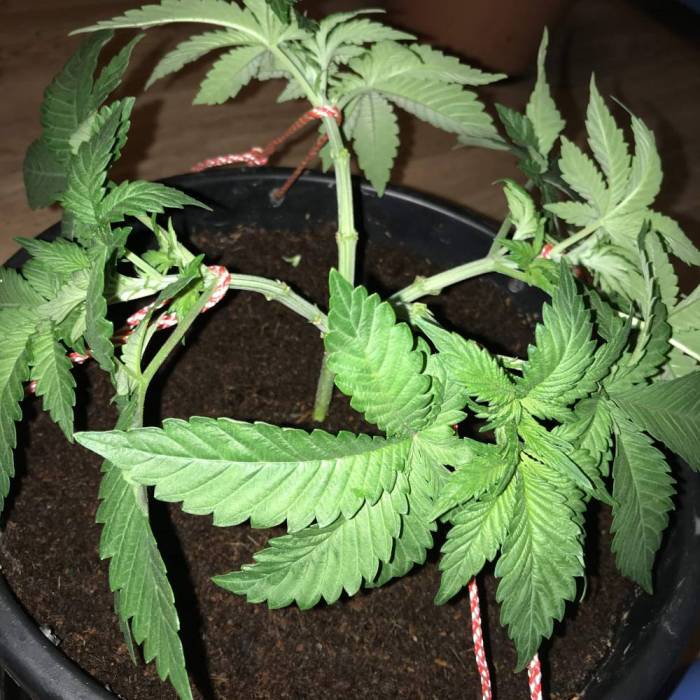 Cheese. Week 5