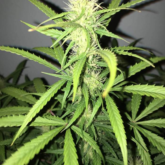 Tangie’matic . Week 8
