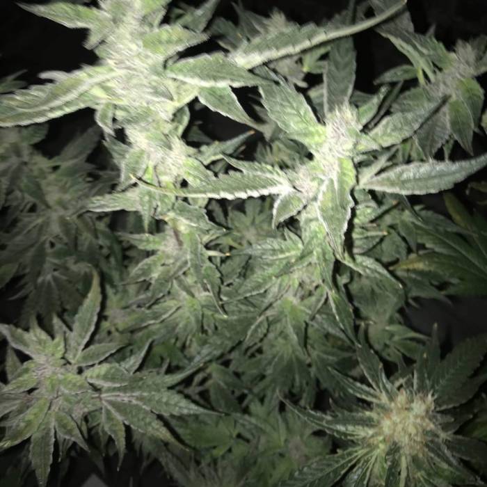 Forbidden Dream. Week 12