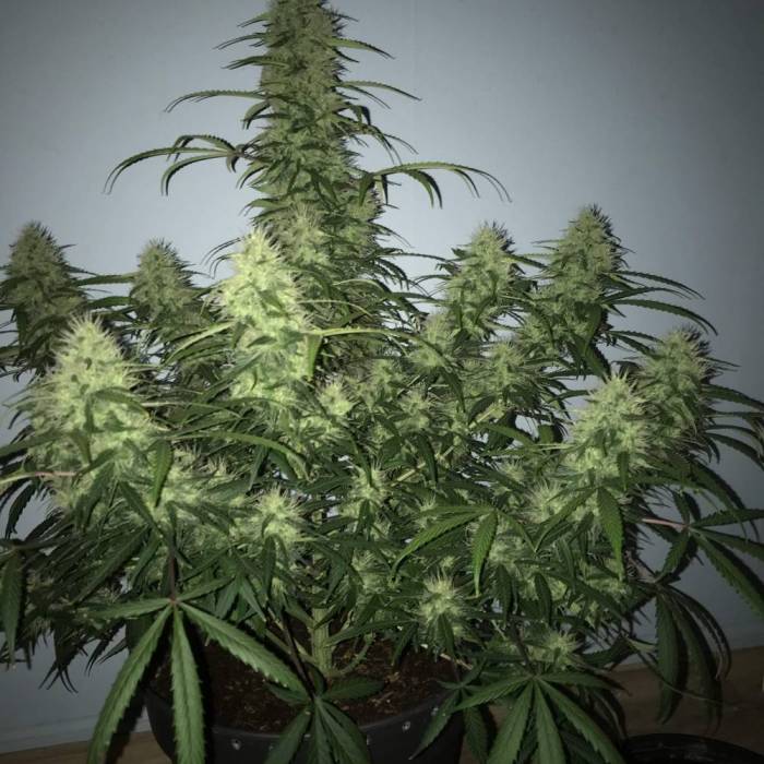 Tangie’matic . Week 10