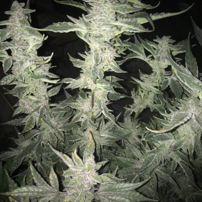 Forbidden Dream. Week 14