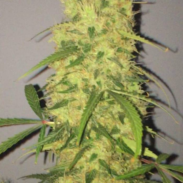 Tangie’matic . Week 12