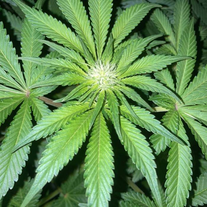 Cheese. Week 9