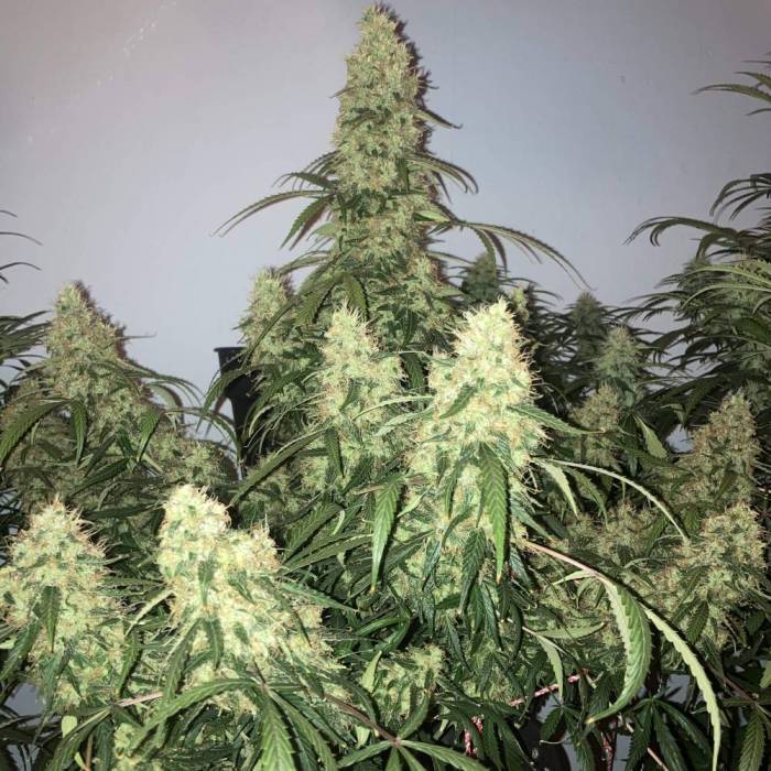 Tangie’matic . Week 12