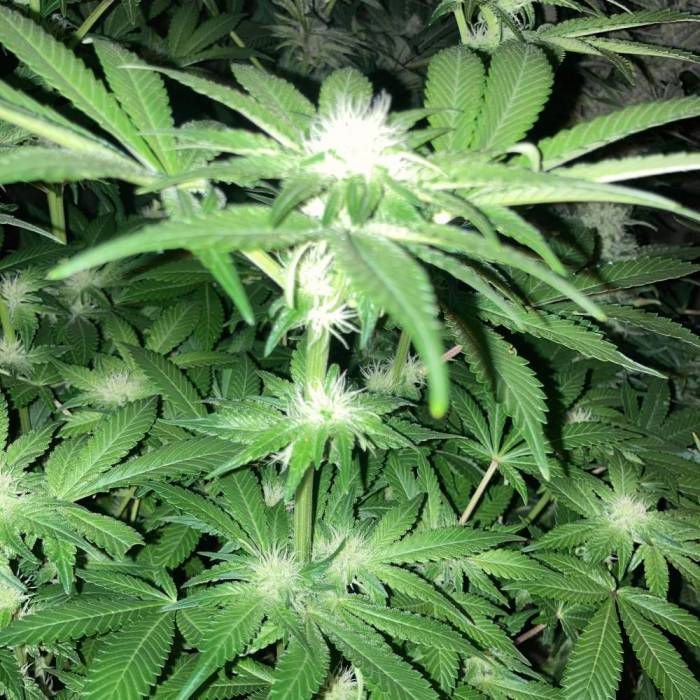 Cheese. Week 10