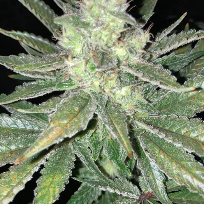 Cheese. Week 14