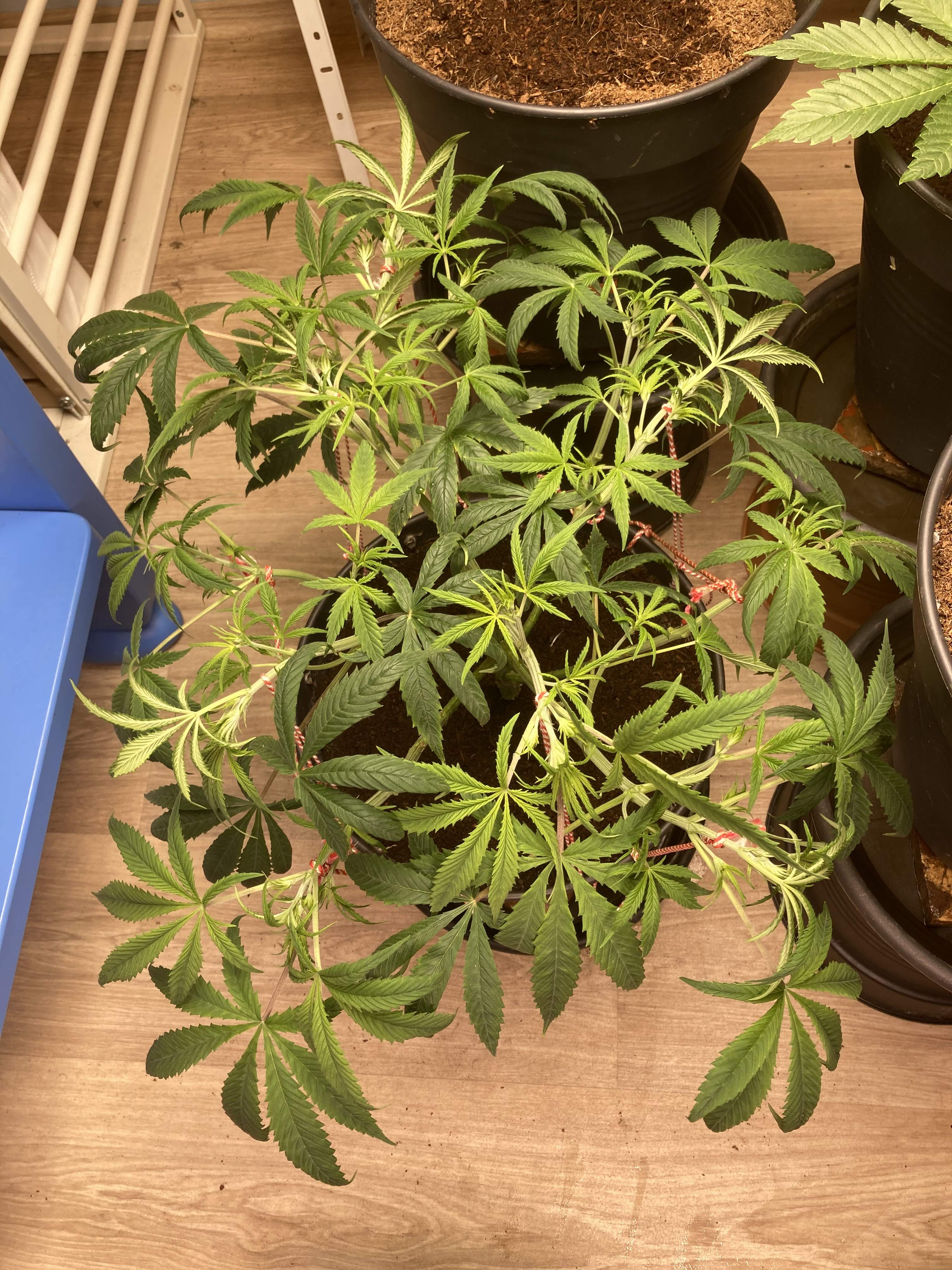 Gelato autoflower Not flowering ? grow question by Lazuli GrowDiaries