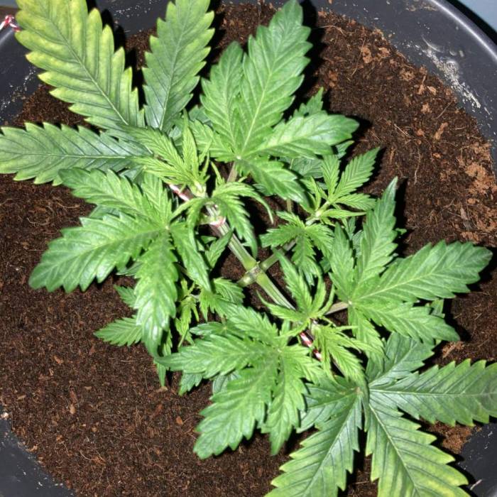 OG Kush. Week 3