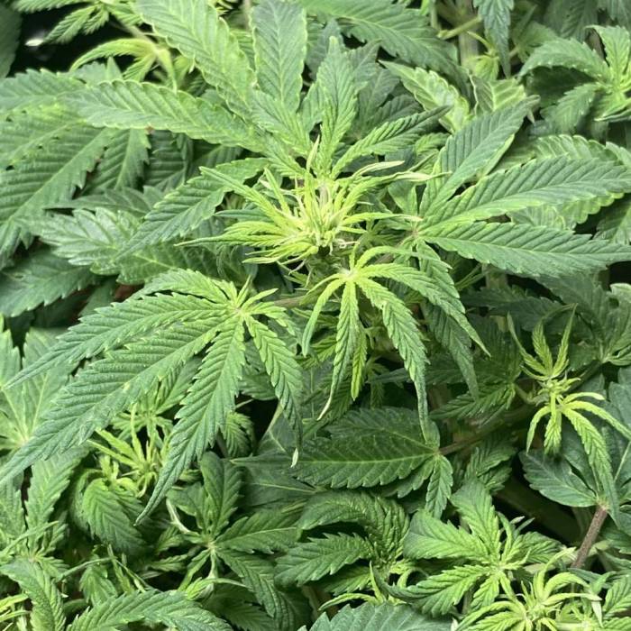 Tangie #3. Week 6