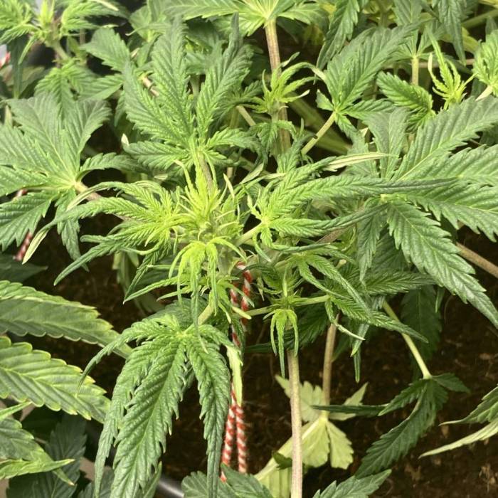 OG Kush. Week 5