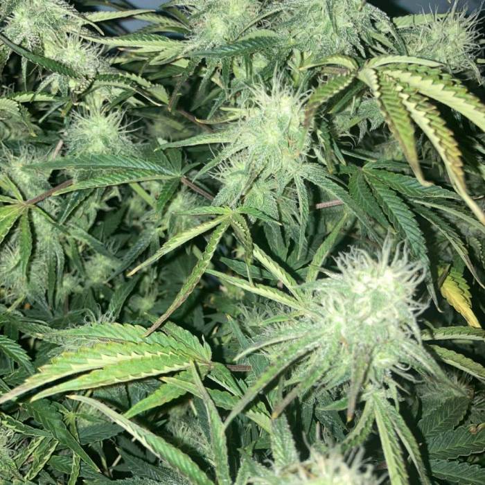 TangieMatic #2. Week 10