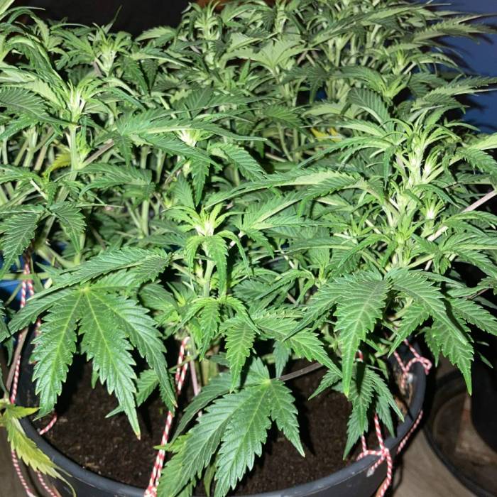 OG Kush. Week 6