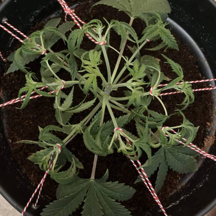 Gelato. Week 4