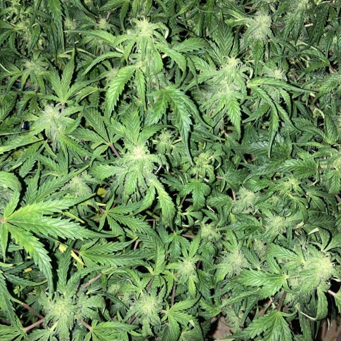 OG Kush. Week 9