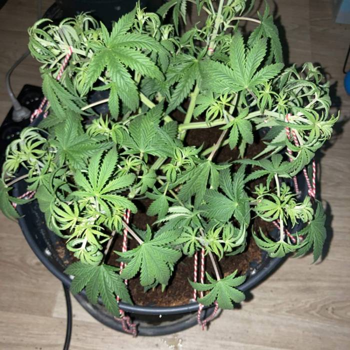 Gelato. Week 6