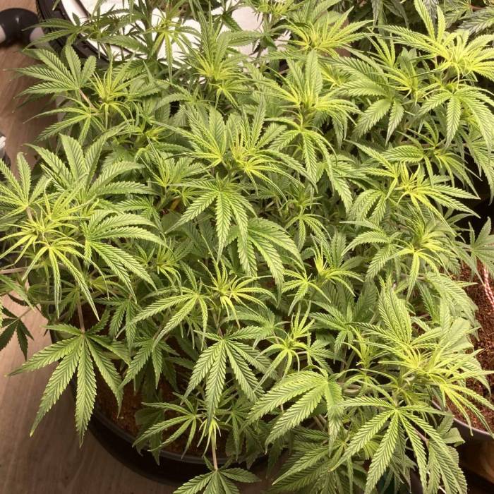 Gelato. Week 7