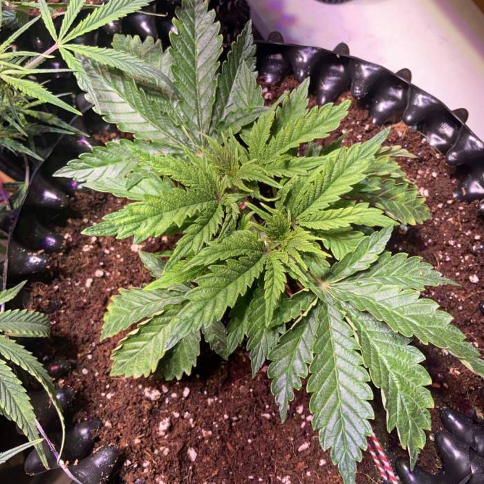 Forbidden Dream #2 (100watt). Week 4
