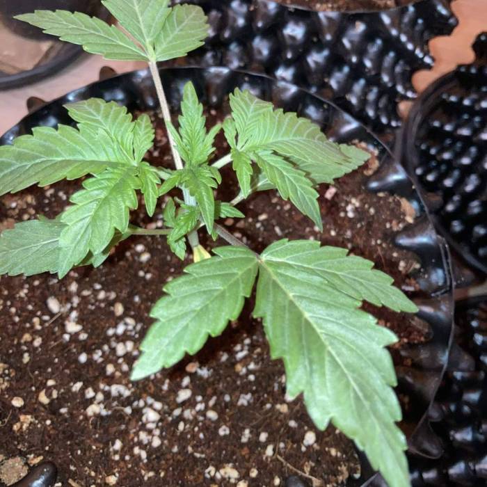 Tangie #4. Week 2