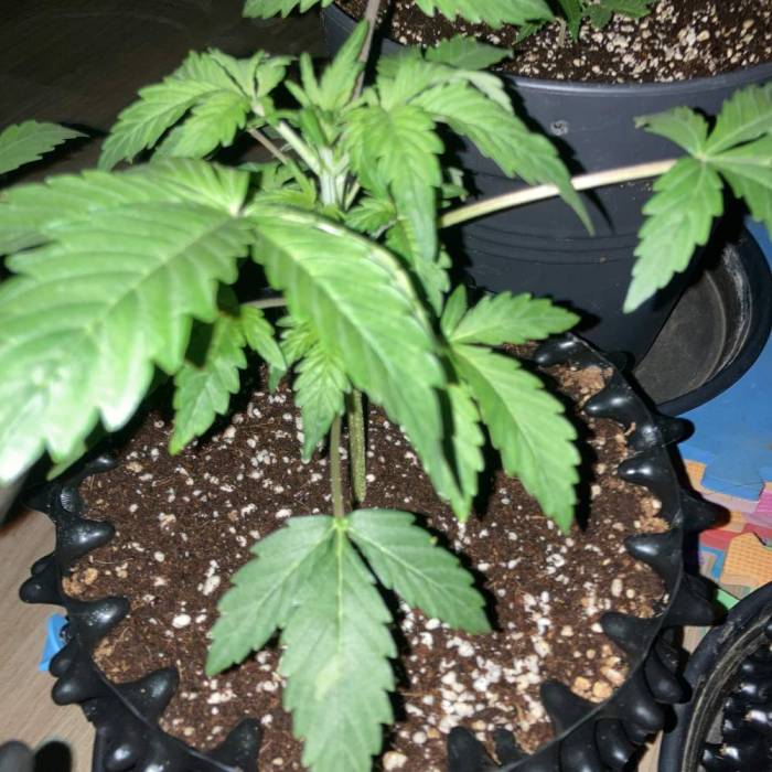 Tangie #4. Week 3