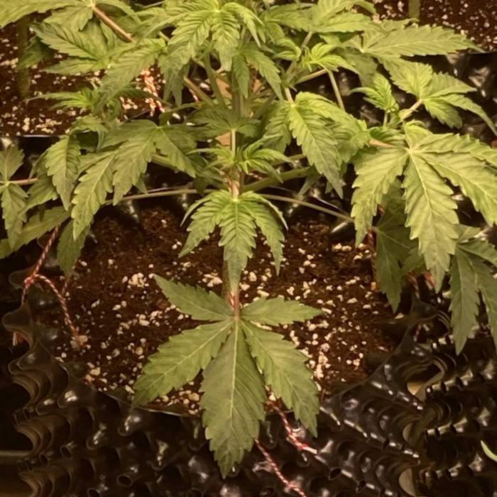 Tangie #4. Week 4