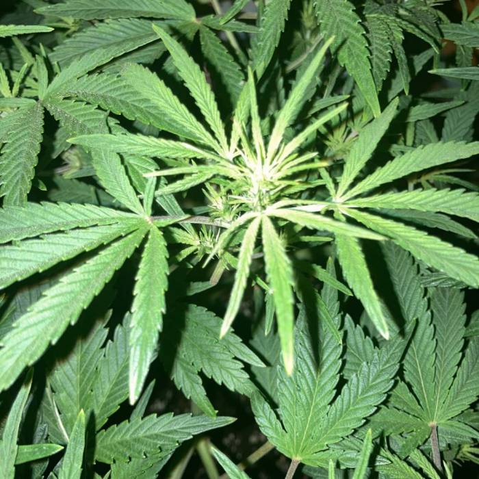 Gelato #2 . Week 7